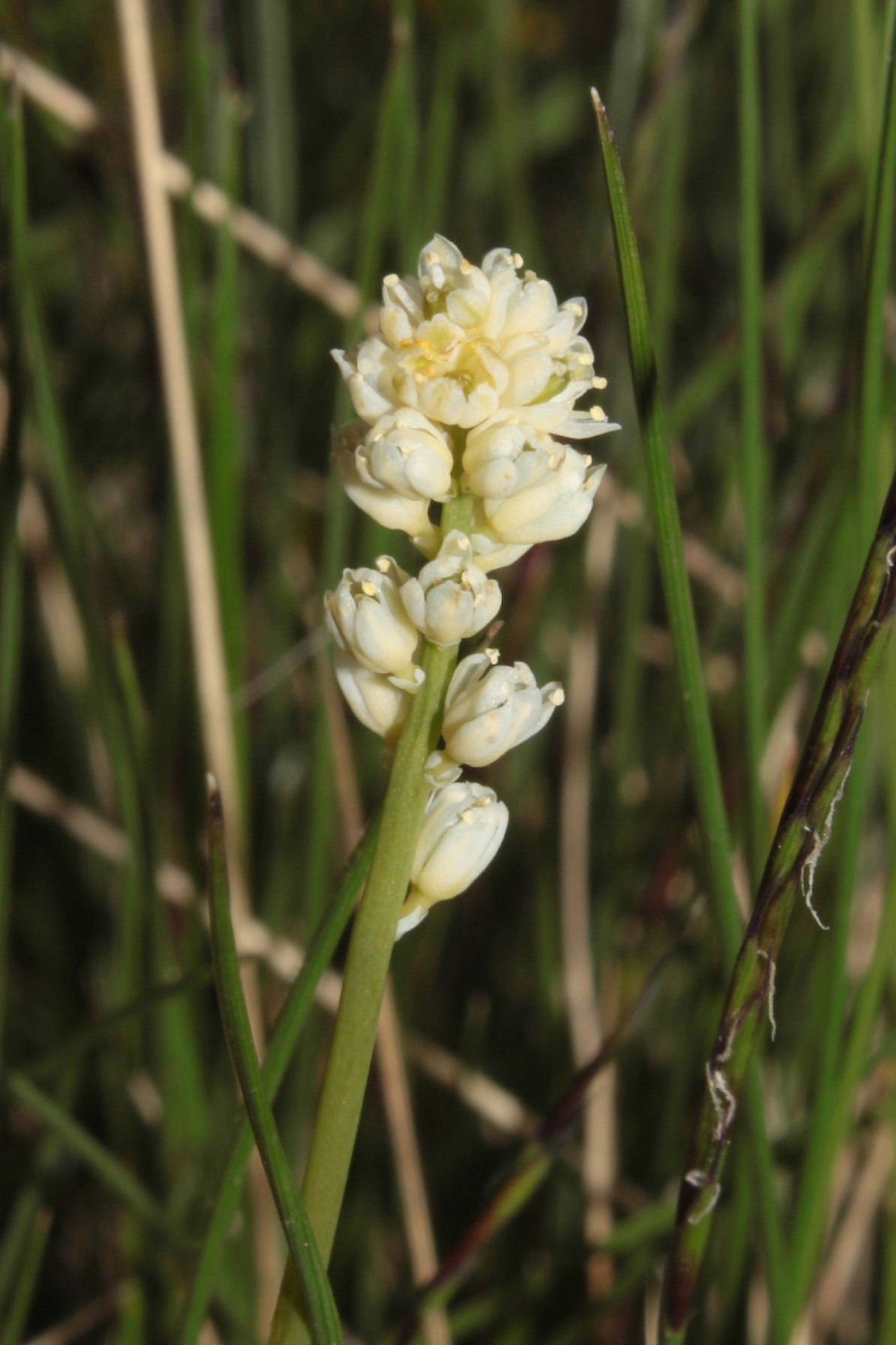 Tofieldia pusilla / Tajola minore
